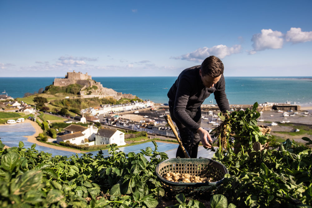 The Jersey Royals brand presents a clean, agricultural aesthetic that emphasizes the premium, artisanal nature of their potato products. The website features high-quality food photography showcasing golden Jersey Royal potatoes in various culinary preparations. The brand leverages celebrity chef endorsements prominently, with quotes from renowned figures like Jamie Oliver, James Martin, and Thomasina Miers displayed as featured content blocks. The visual identity appears to focus on rustic elegance and culinary sophistication, using earth tones and natural imagery that reflects the agricultural heritage of Jersey island. Recipe imagery shows the potatoes in appetizing, restaurant-quality presentations including pizza toppings, teriyaki preparations, and gourmet fish dishes. The overall design suggests premium quality and culinary excellence, positioning Jersey Royals as a luxury ingredient rather than a commodity product. The layout emphasizes storytelling through chef collaborations and recipe inspiration, creating an aspirational food brand identity.